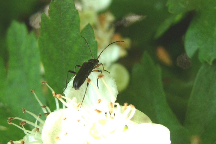 Oedemeridae